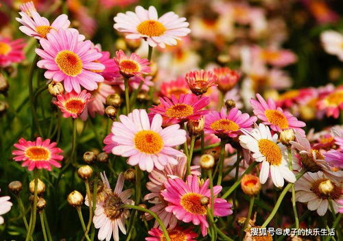 清雅映日，紅艷如霞——精品荷花‘水果’的獨特魅力